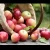 Import Premium Selected Fresh Apples from Turkey from Republic of Türkiye