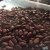 Import Quality Dried Cacao Beans from Germany
