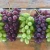 Import Quality Fresh Seedless Grapes Available in All Colors from South Africa