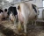 Import Quality Pregnant Holstein Heifers Cows from South Africa