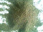 Quality Sesbania Seeds