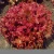 Import red vegetable seeds Purple lettuce seed for planter from China