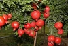 sale  fresh Pomegranate fruit wholesale supply