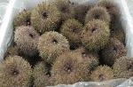 Sea Urchins