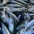 Import Seafood Frozen Pacific Mackerel from Mexico