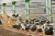 Import Separate Cow Stalls Galvanized Free Stall Animal Cage from China