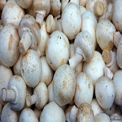 Shiitake Mushroom Spawn Champignon Mushroom Seeds