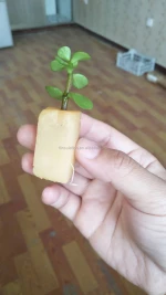 soilless culture substrates for lettuces growing seeding planting sponge