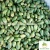 Import Sumatra Supply Fresh Frozen Betel Nuts Origin Indonesia from Indonesia