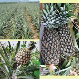 SUPPLIER FRESH PINEAPPLE WITH HIGH QUALITY