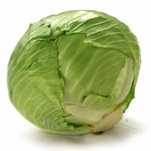 Suppliers of Fresh Green Cabbage