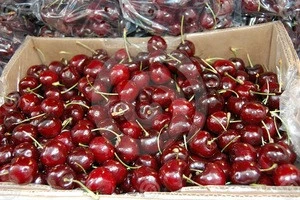 Top sale high quality new crop sweet fresh cherry