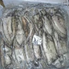 U-50 and all above size of cuttlefish available for world wide markets special for China frozen cuttle fish