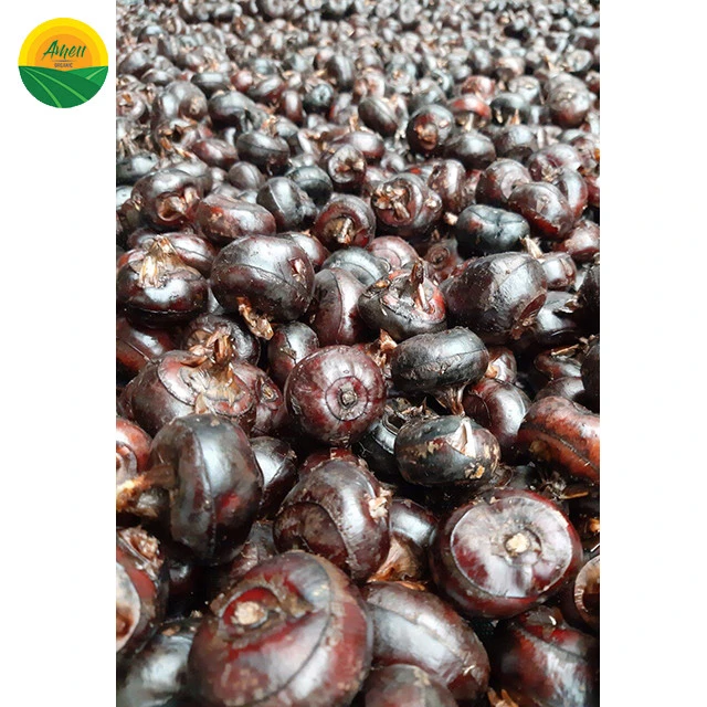 VIET NAM WATER CHESTNUT WITH HIGH QUALITY
