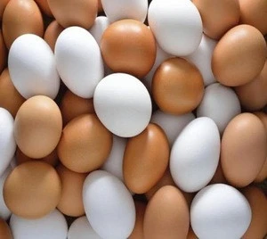 White and Brown Chicken Eggs/Fresh Table Eggs For Sale