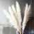 Import wholesale dried flowers Instagram big pampas grass hot Natural Dried reed dried flower art for wedding decor from China