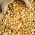 Import Wholesale Dry Animal Feed Yellow Corn from Ukraine