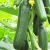 Import Wholesale Fresh Cucumber / Price Of Fresh Cucumber / Fresh Cucumber From Africa from South Africa