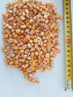 yellow corn good quality without GMO