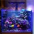 Import Zaoehtian hot sale Wifi adjustable reef aquarium light marine tank reef lamp coral led  lamp reef light aquarium from China