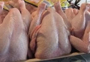 Wholesale on HALAL Frozen Chicken with Certification ISO, HACCP