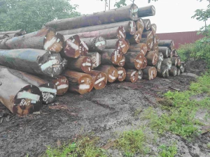 Hardwood Roundlogs form Suriname