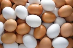 Hot Selling Cheap Farm Fresh Chicken Table Eggs Brown and White Shell Chicken Eggs for sale