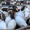 Live Lambs for Export – Healthy, Well-Bred Livestock