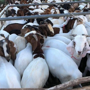 Live Lambs for Export – Healthy, Well-Bred Livestock