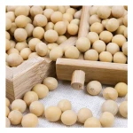 yellow soybeans seed soy bean oil seed