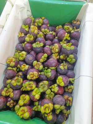 FRESH MANGOSTEEN FROM THAILAND
