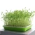 Import High Quality  Greenhouse Plastic Seed tray from China