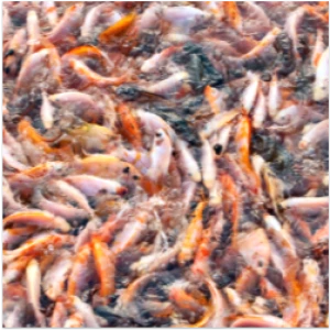 Sinking & Floating Premium Fish Feed Pellets