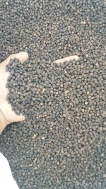 Black Pepper