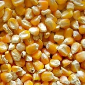 Yellow Corn Feed Grade #2