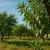Import Brazilian Almonds nuts from Lebanon