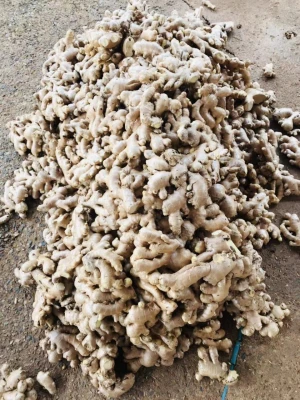 Quality Grade Fresh Ginger From Thailand