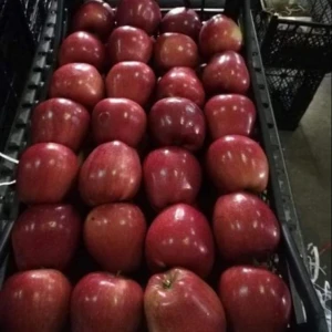 Premium Quality Fresh Red Apple From Turkey Fast Shipping with carton