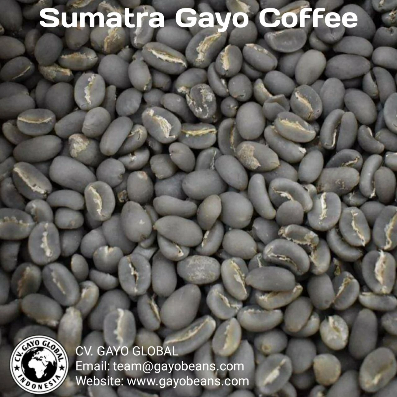 Buy Sumatra Gayo Coffee Beans Arabica Coffee from CV. GAYO GLOBAL