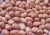 Import Lentils, Beans, Chickpeas, Cardamom, Mung beans, pulses from Malaysia