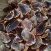 Top operculum murex seashells making incense