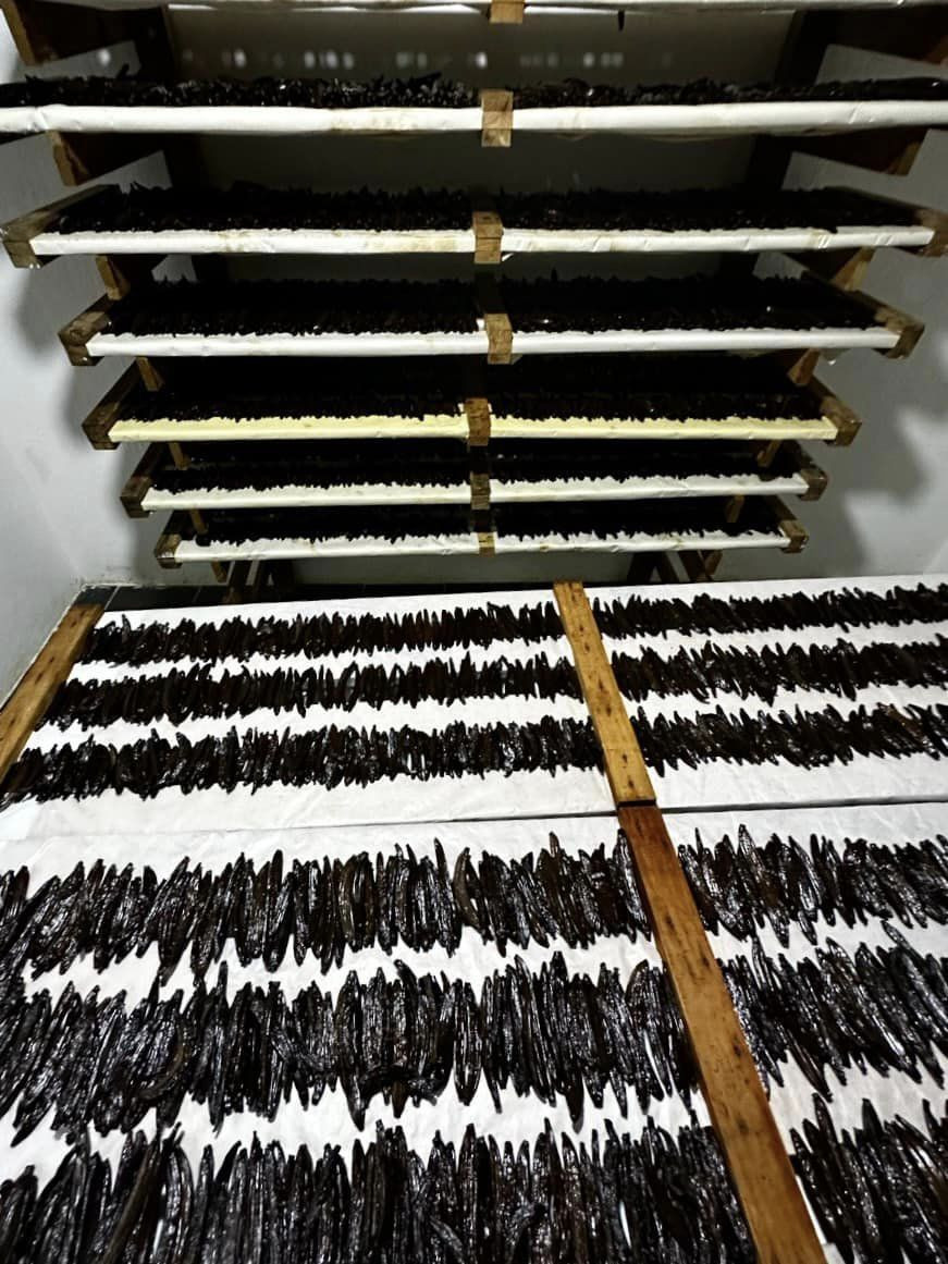 Buy Mexican Vanilla Beans Pompona from Mission J.A.D.E., USA