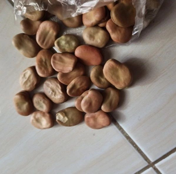 Buy Dried Fava Broad Beans from Kertland KFT, Hungary