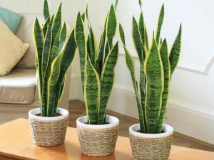 Snake Plants / Sansevireia