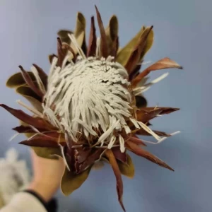 Decorative Flower Dried King Protea for Flower Arrangement