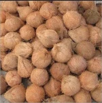 Semi Husked Coconut for Industrial Processing