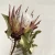 Import Decorative Flower Dried King Protea for Flower Arrangement from China