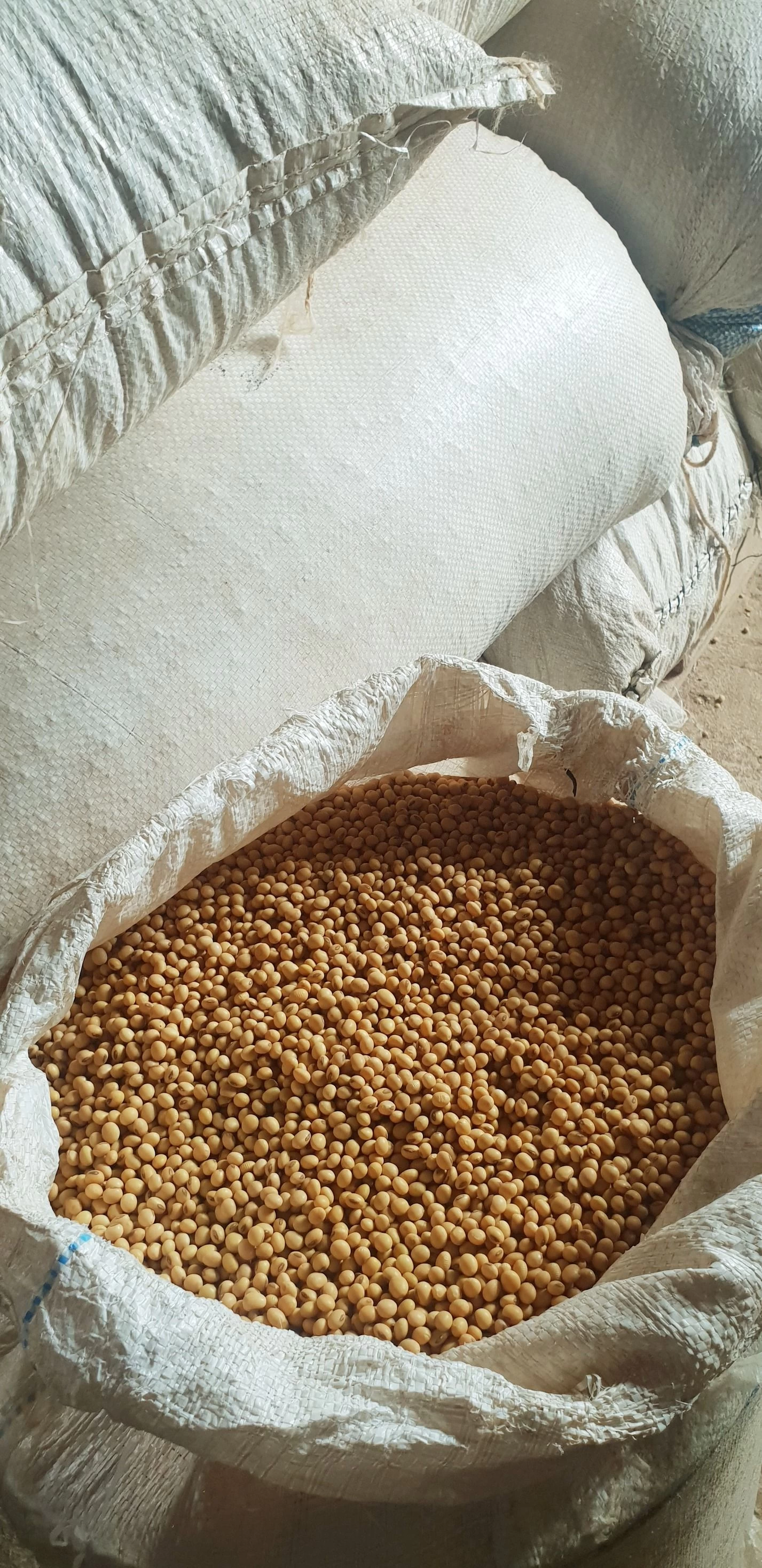Buy Gmo Dried Soy Beans ,soyabeans, Organic Soybeans from jaruwan