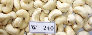 Cashews for export