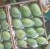 Import Mango from Egypt